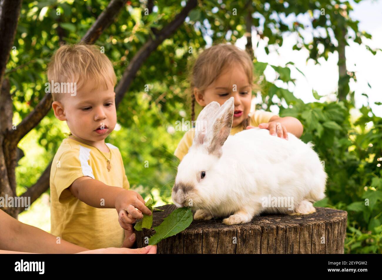 Les petits enfants nourrissent un grand lapin blanc assis sur une souche d'arbre dans le jardin en été. Lièvre dans les prairies sauvages, nains et mange de l'herbe au printemps ou en été Banque D'Images