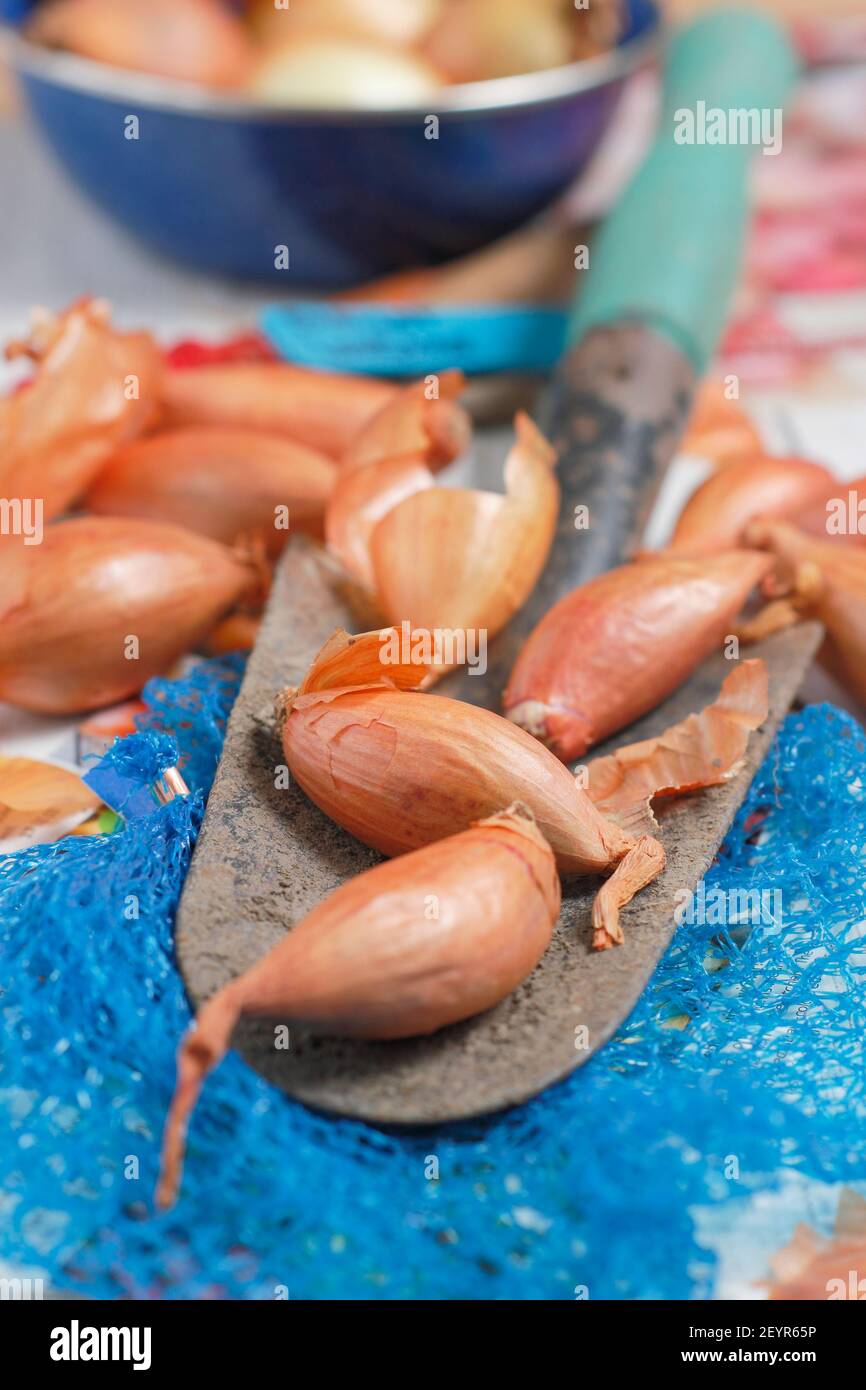 Ensemble d'échalotes prêt à planter dans un jardin de cuisine domestique. Photo: Allium cesp aggatum 'Longor' échalotes de banane. ROYAUME-UNI Banque D'Images