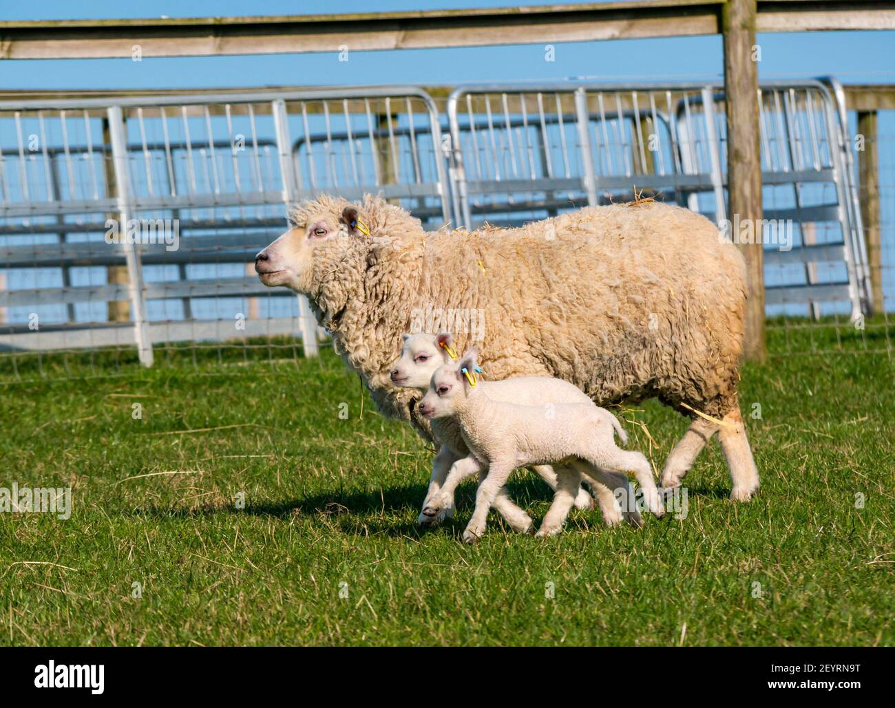 East Lothian, Écosse, Royaume-Uni, 6 mars 2021. Météo au Royaume-Uni : agneaux de printemps au soleil. Les agneaux jumeaux de moutons Shetland sont sortis dans un enclos dans un champ pour la première fois après être nés dans une grange il y a plusieurs semaines. Une étiquette orange pour un agneau femelle et une étiquette bleue pour un agneau mâle. Deux agneaux blancs qui se trouvent sur le terrain avec une brebis de mère Banque D'Images