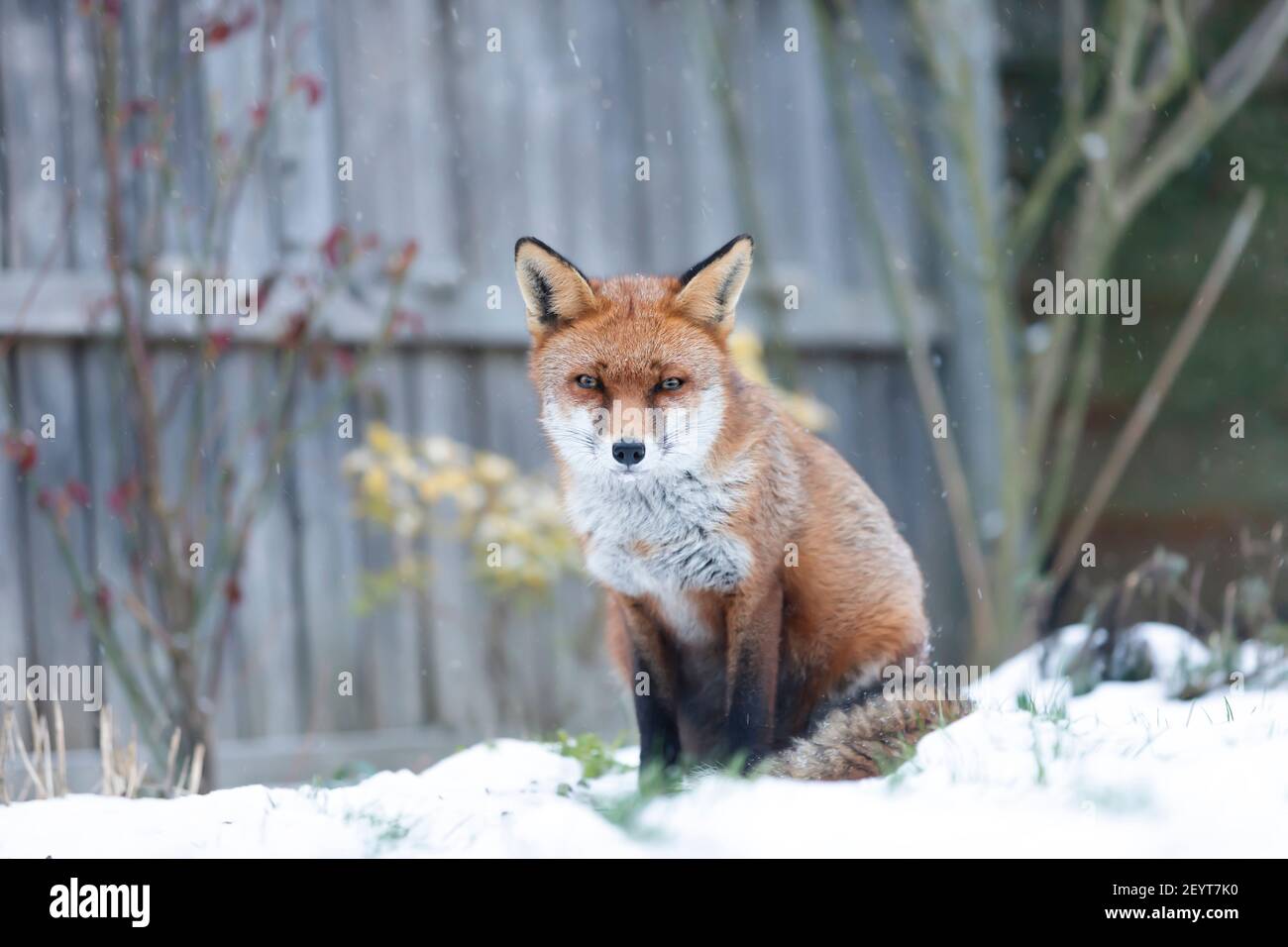 Close-up d'un renard roux dans la neige, l'hiver au Royaume-Uni. Banque D'Images