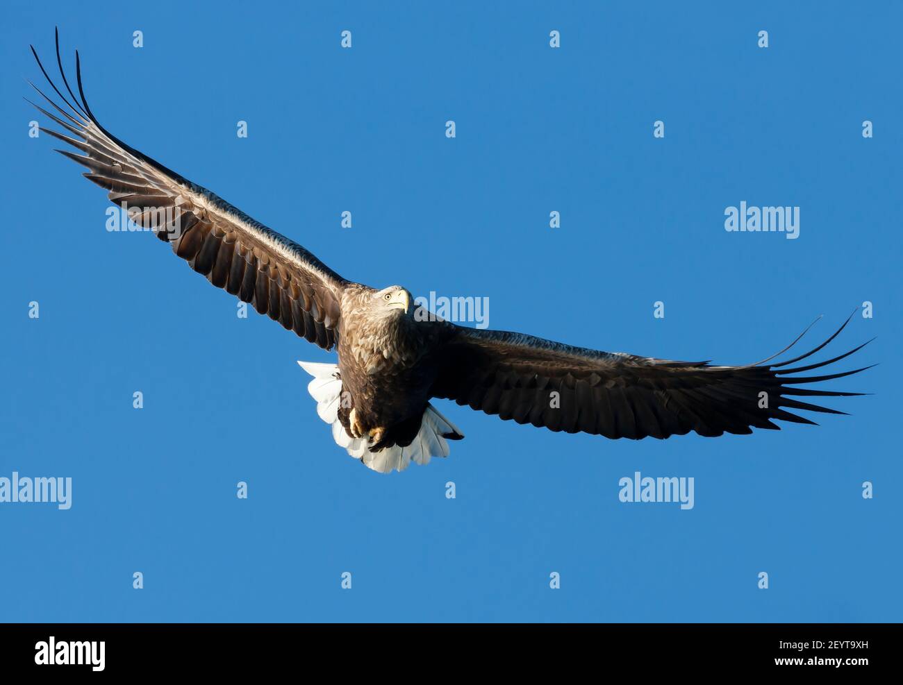 Gros plan d'un aigle de mer à queue blanche (Haliaeetus albicilla) en vol contre le ciel bleu. Banque D'Images