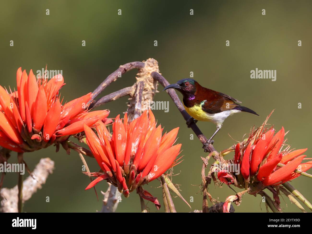 Le sunbird à rumpes violettes est un sunbird endémique au sous-continent indien. Comme les autres oiseaux solaires, ils sont de petite taille, se nourrissant principalement sur le nectar mais sur le somet Banque D'Images
