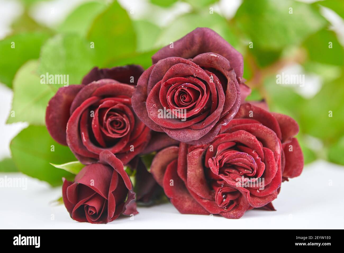 Bouquet De Belles Roses Rouges Avec Gouttes D Eau Sur Fond Blanc Gros Plan Concept De Vacances Saint Valentin Mariage Anniversaire Rose Est Tse Photo Stock Alamy