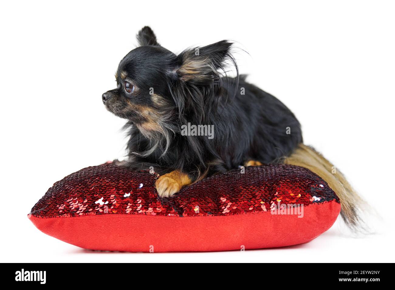Chiot Chihuahua A Poil Long Sur Coussin Rouge Fond Blanc Isole Petit Chien Noir Mignon Avec Une Queue Moelleuse Photo Stock Alamy