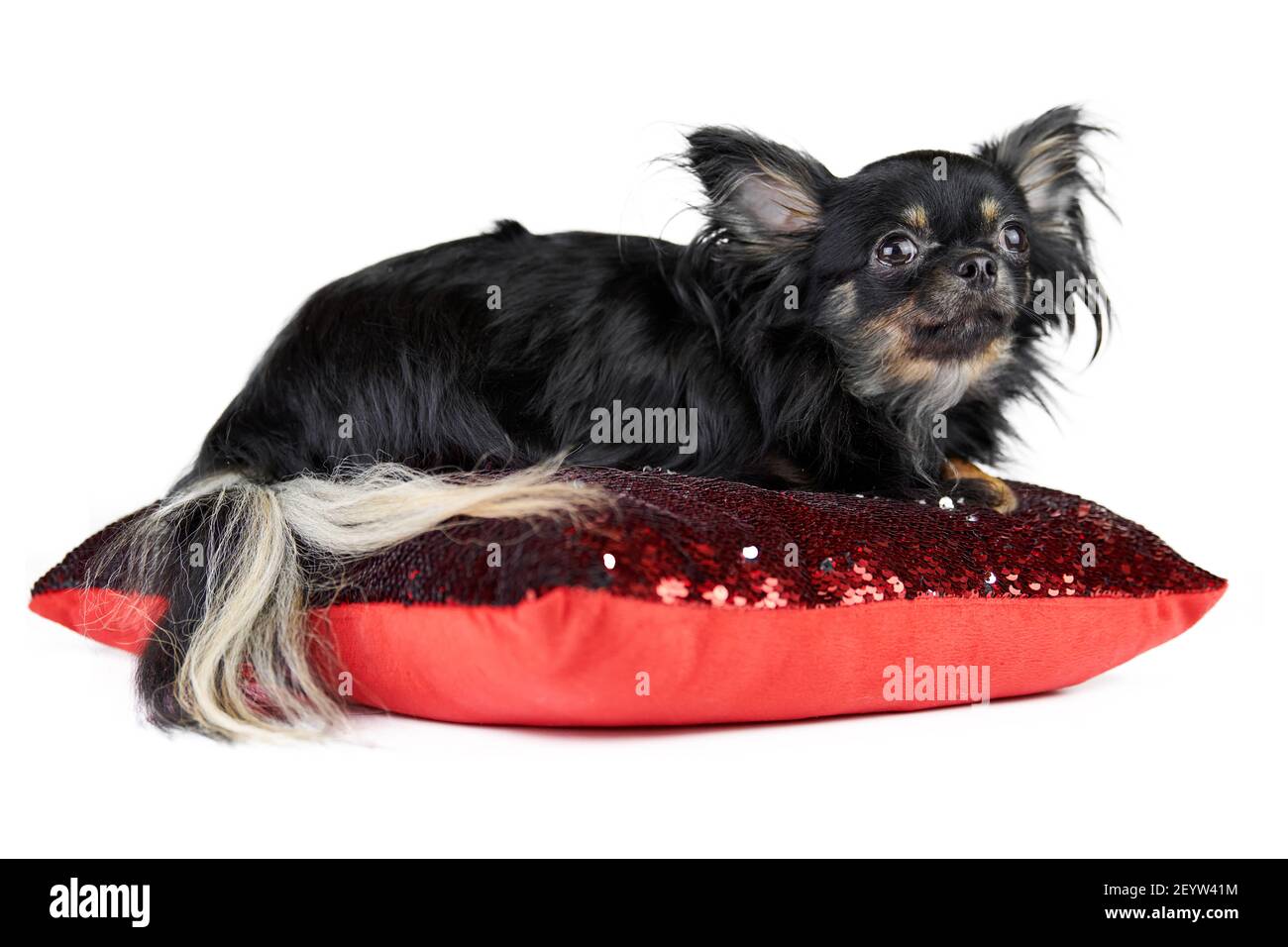 Chiot Chihuahua A Poil Long Sur Coussin Rouge Fond Blanc Isole Petit Chien Noir Mignon Avec Une Queue Moelleuse Photo Stock Alamy