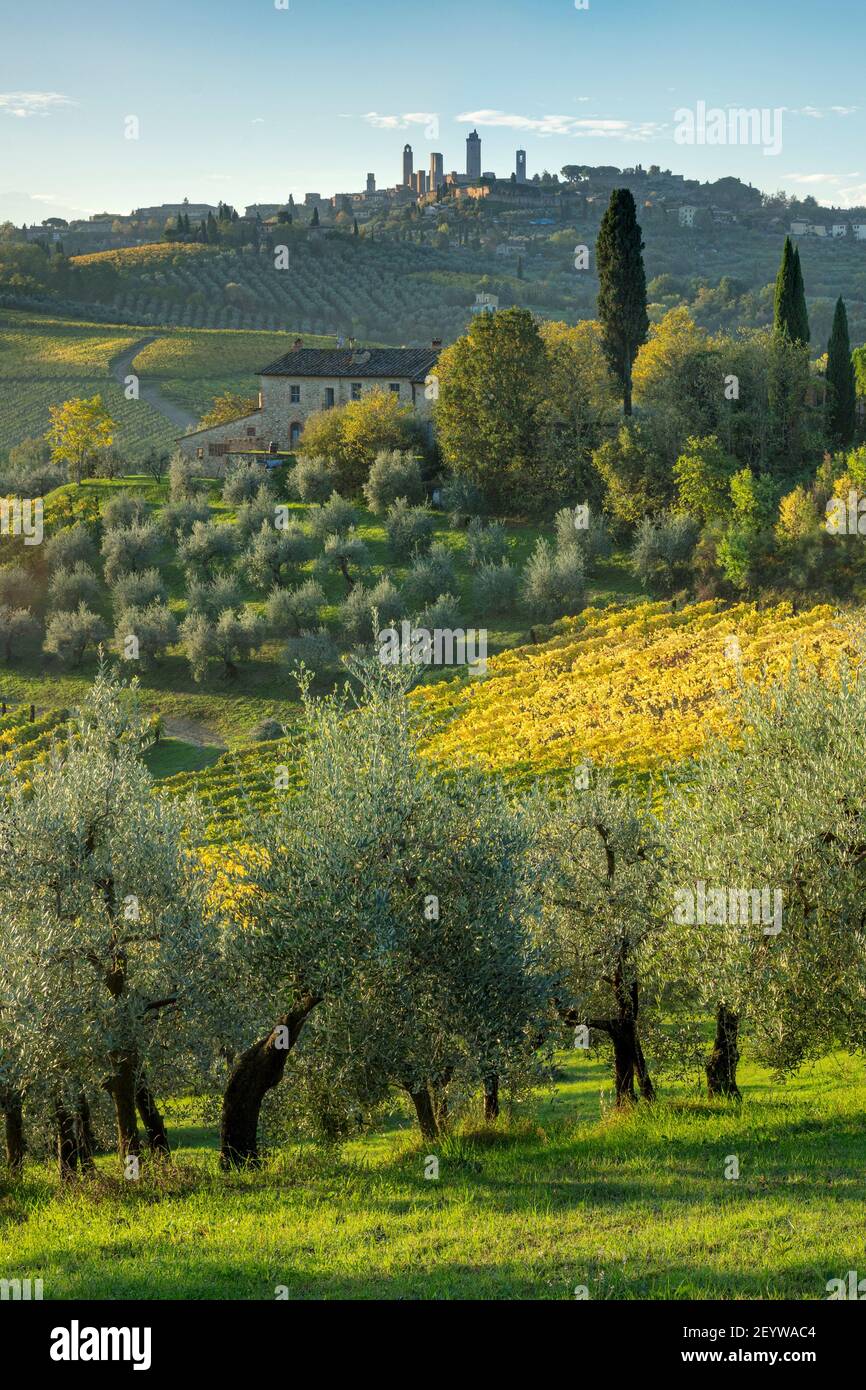 Oliviers et vignobles au-dessous de San Gimignano, Toscane, Italie Banque D'Images