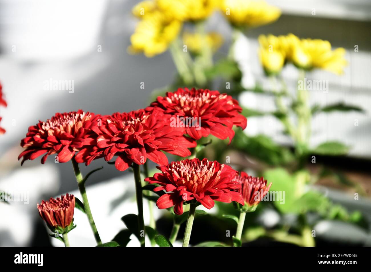 Belles fleurs rouges de chrysanthème Banque D'Images