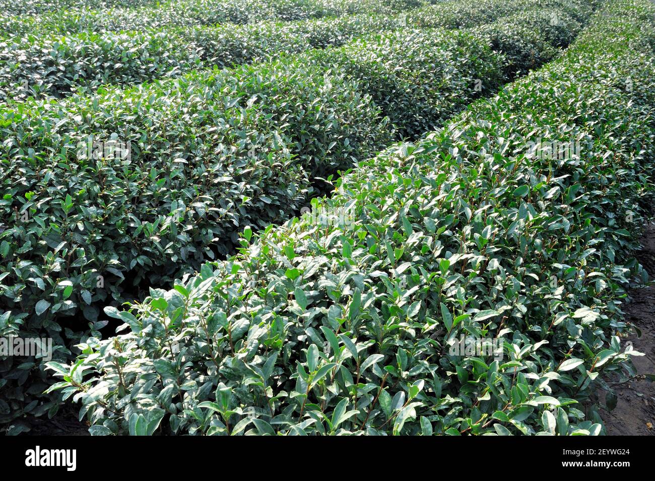 Plantation de thé dans West Lake, Longjing, Hangzhou, Chine Banque D'Images