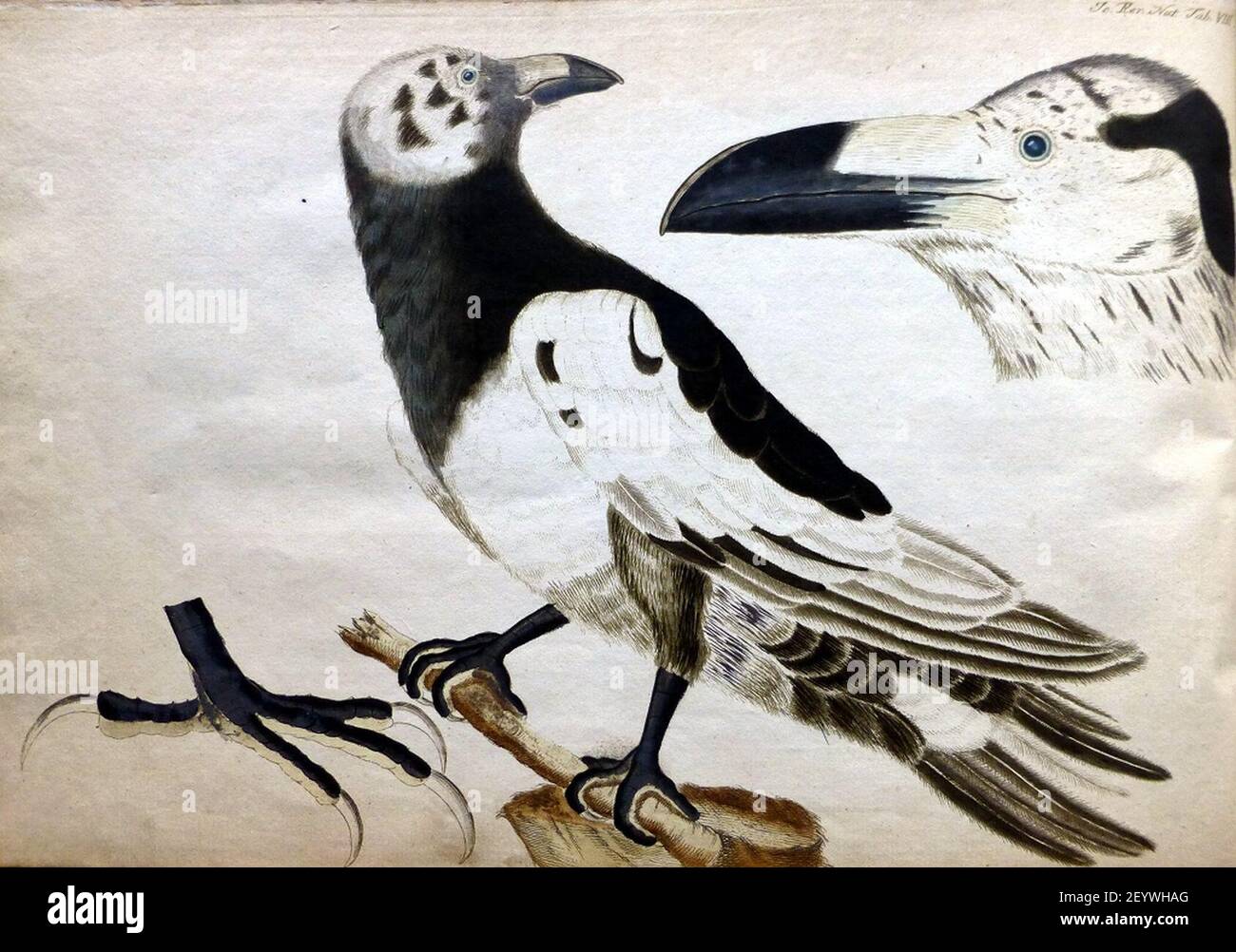 Pied Raven par Peter Ascanius. Banque D'Images