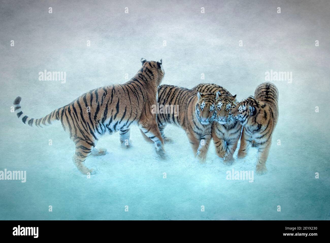 Famille Tigre d'Amur Banque D'Images