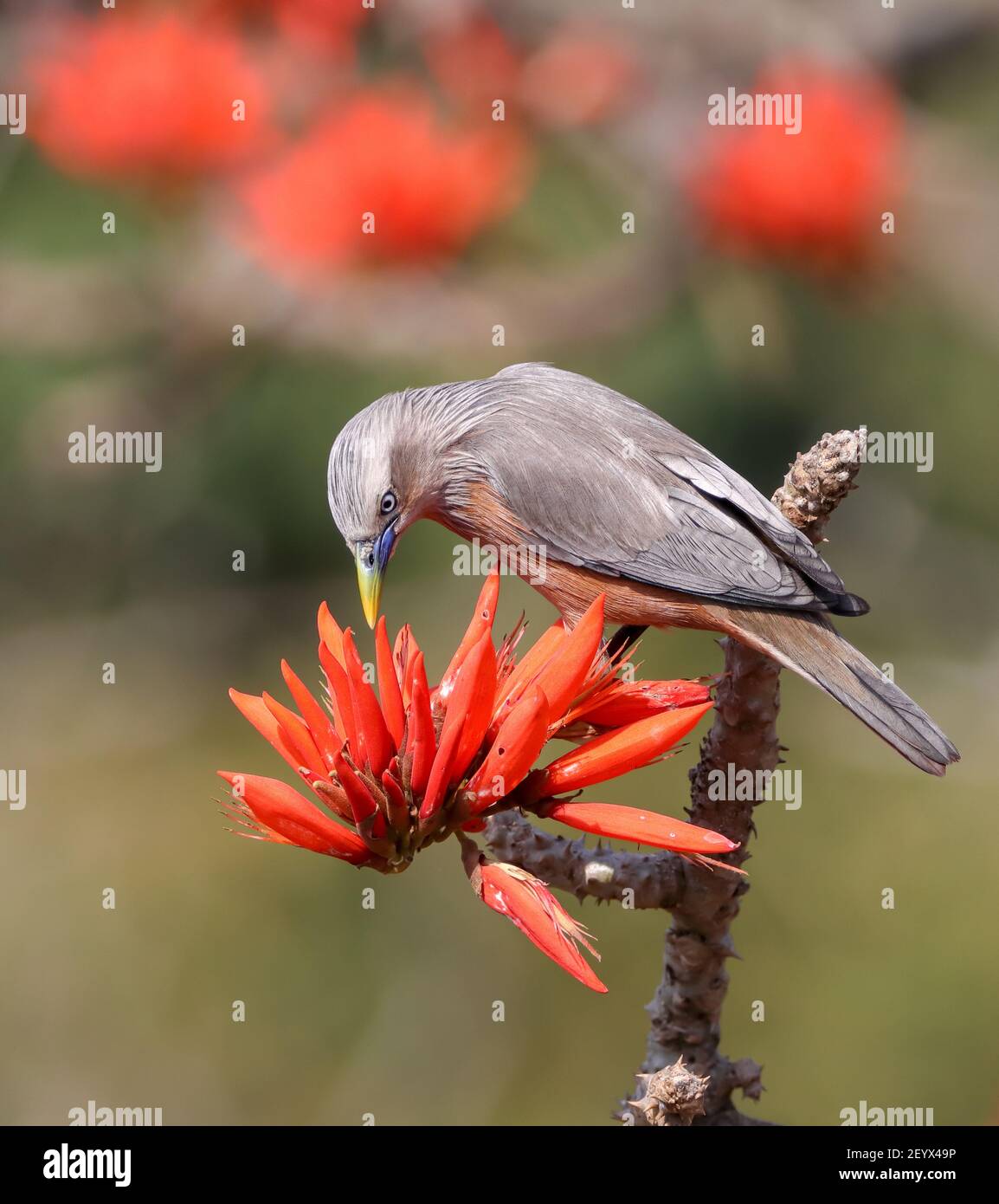 L'étoile à queue de châtaignier sur une fleur. L'étoile à queue de châtaignier ou la myna à tête grise ou à tête grise est un membre de la famille de l'étoile. Banque D'Images