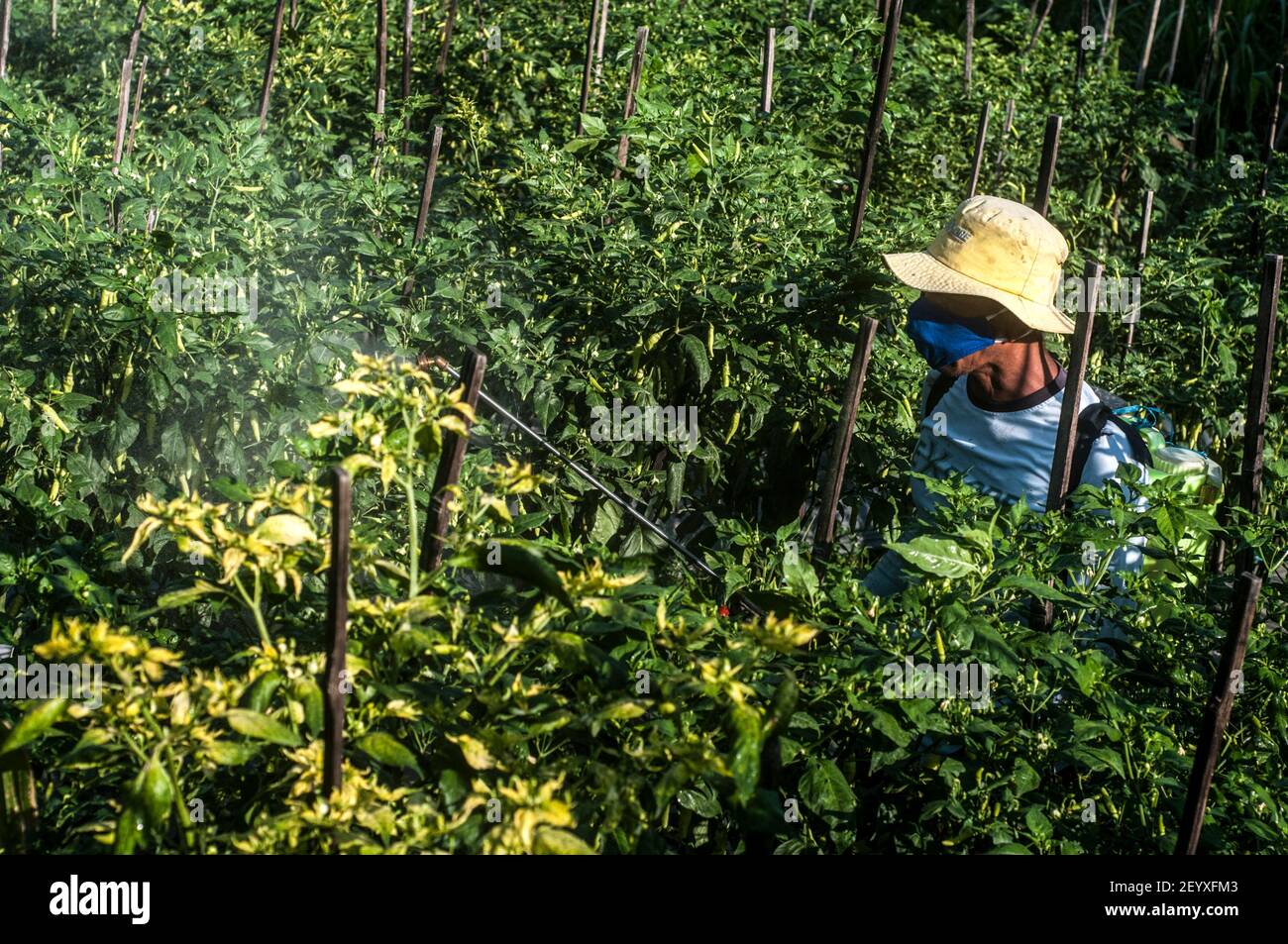 Sleman, Yogyakarta, Indonésie. 6 mars 2021. Des agriculteurs indonésiens pulvérisant des pesticides pour repousser les ravageurs de leurs plantes ont été vus à Sleman, Yogyakarta, Indonésie, le samedi 6 mars 2021. Selon les agriculteurs, le prix des piments a atteint 102,000, - (7.3 US$) le kilogramme. Credit: Slamet Riyadi/ZUMA Wire/Alamy Live News Banque D'Images