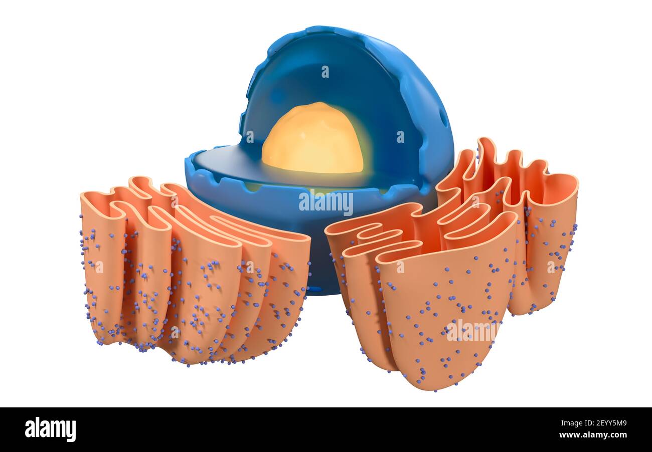 Structure du réticulum nucléaire et endoplasmique dans une cellule animale, rendu 3d. Vue en coupe. Dessin numérique informatique. Banque D'Images