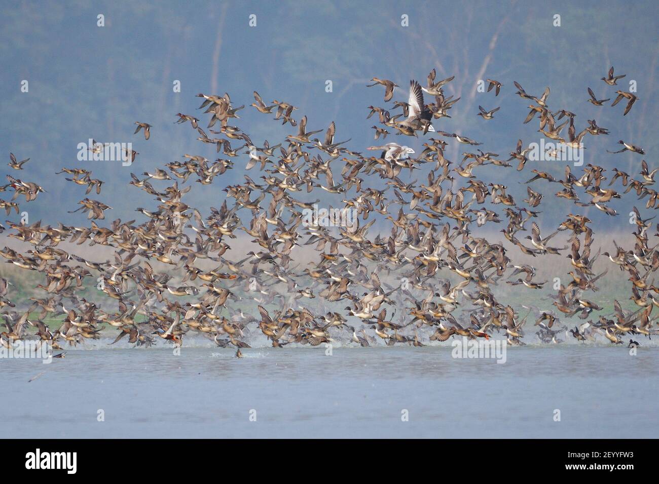 Le troupeau d'oiseaux migrateurs survolant les terres humides Banque D'Images Le troupeau d'oiseaux migrateurs survolant les terres humides Banque D'Images