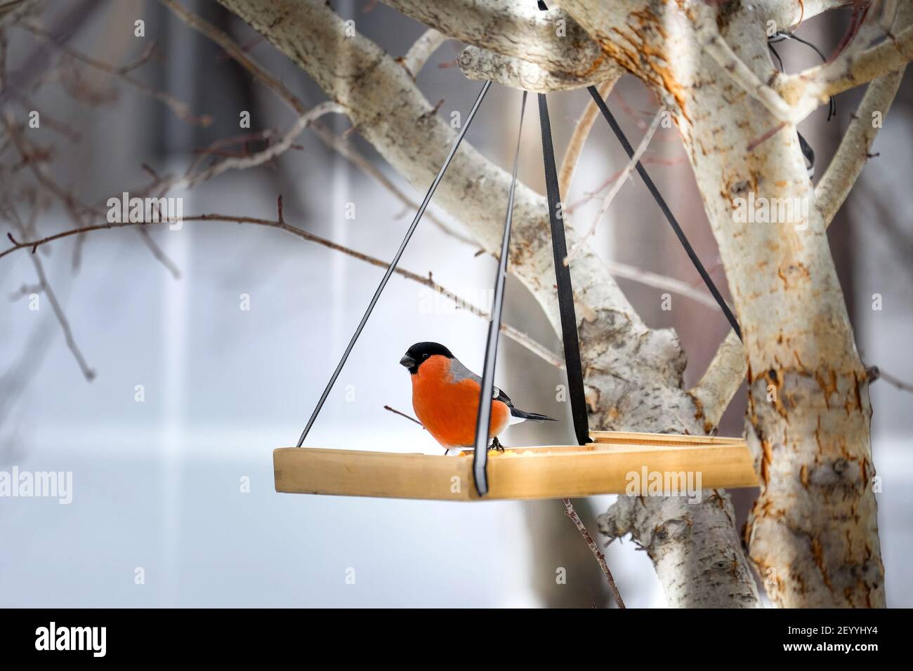 En hiver, Bullfinch est installé sur un convoyeur en bois. Banque D'Images En hiver, Bullfinch est installé sur un convoyeur en bois. Banque D'Images