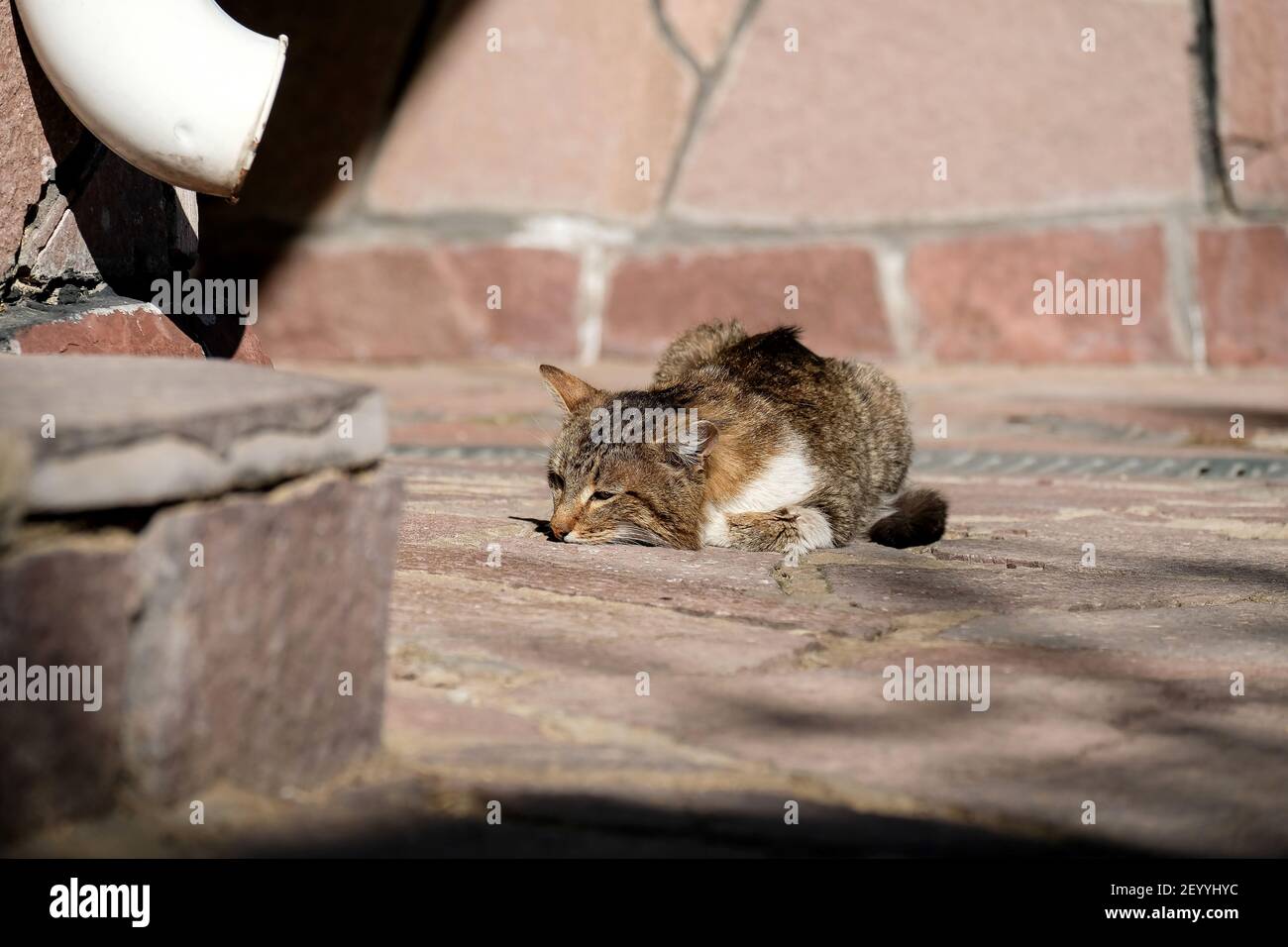 Chat Malade Banque D Image Et Photos Alamy