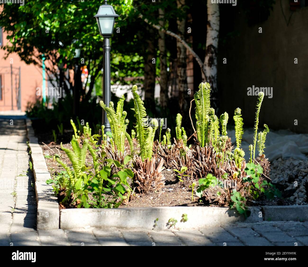 Jeunes épaississants de la fougère au printemps dans le parc. Il n'y a personne, jour ensoleillé. Banque D'Images