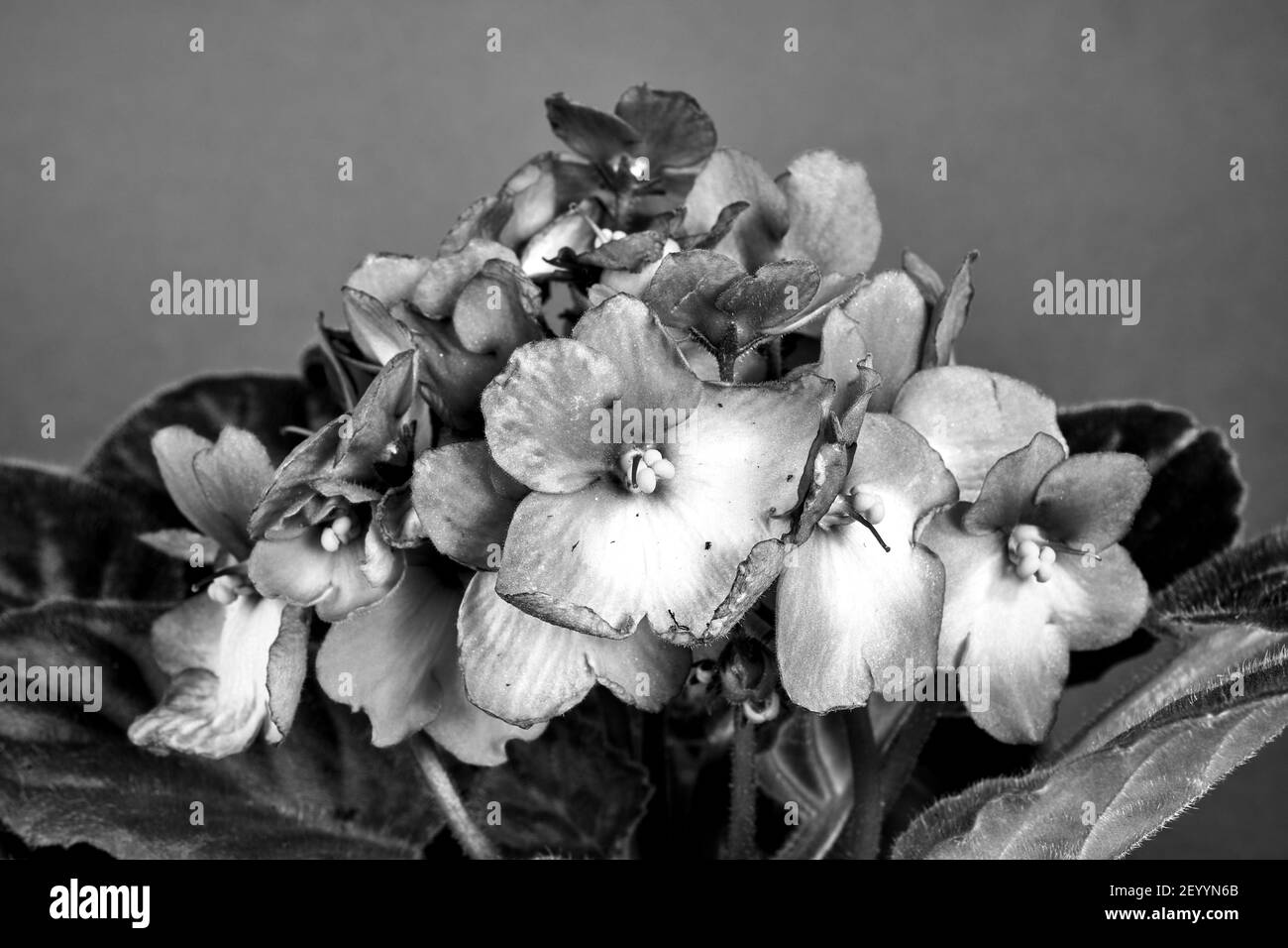 Détail d'une fleur violette africaine blanche et bleue sur fond bleu en Pologne, monochrome Banque D'Images