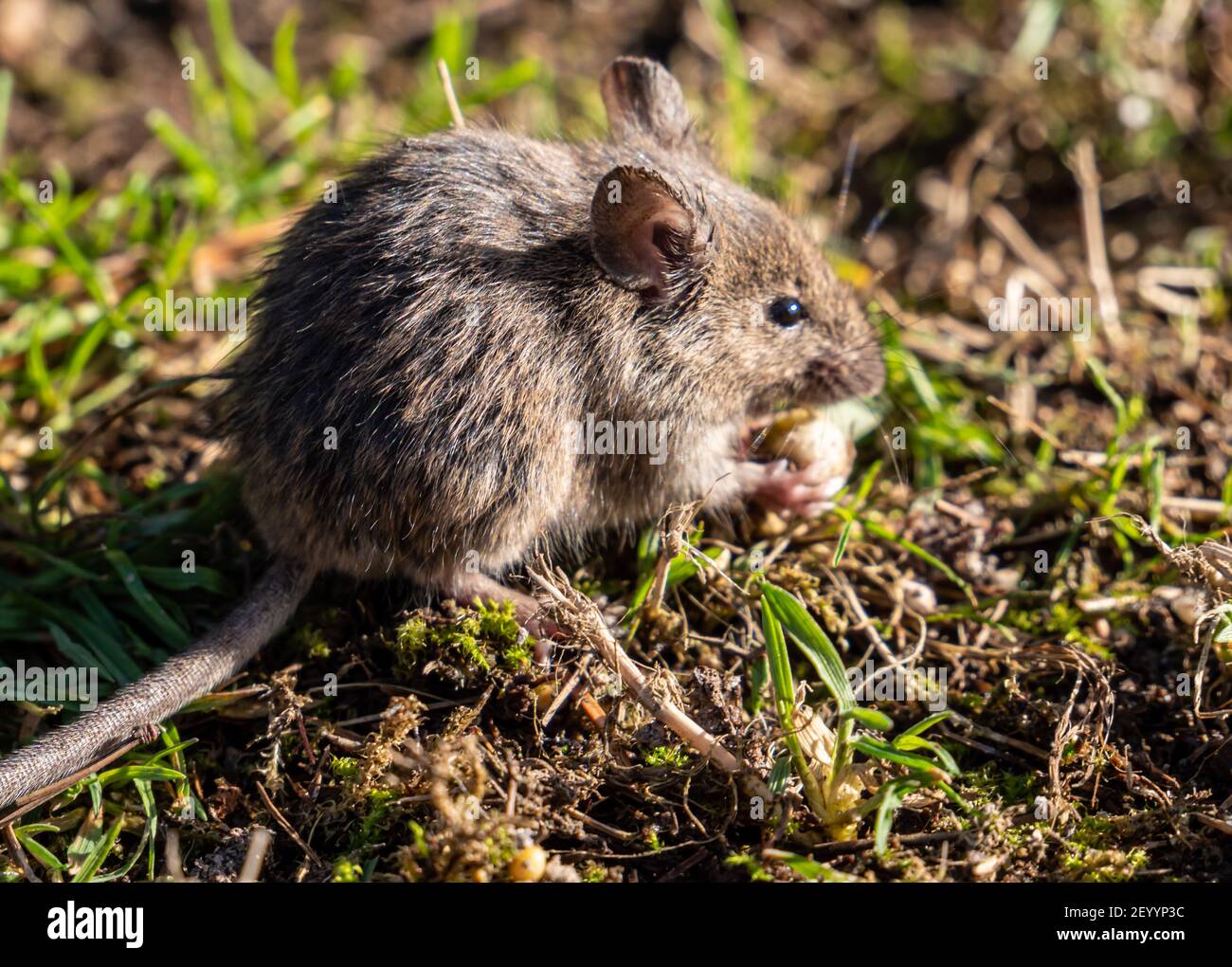 Souris Dans Le Jardin