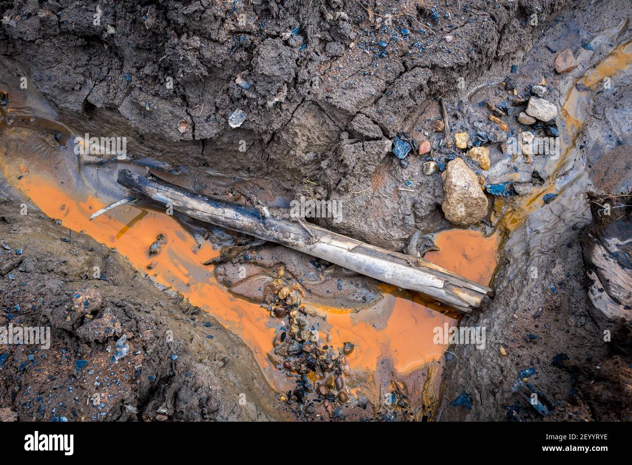 Tronc d'arbre en décomposition se posant dans une tranchée avec de l'eau polluée. Banque D'Images