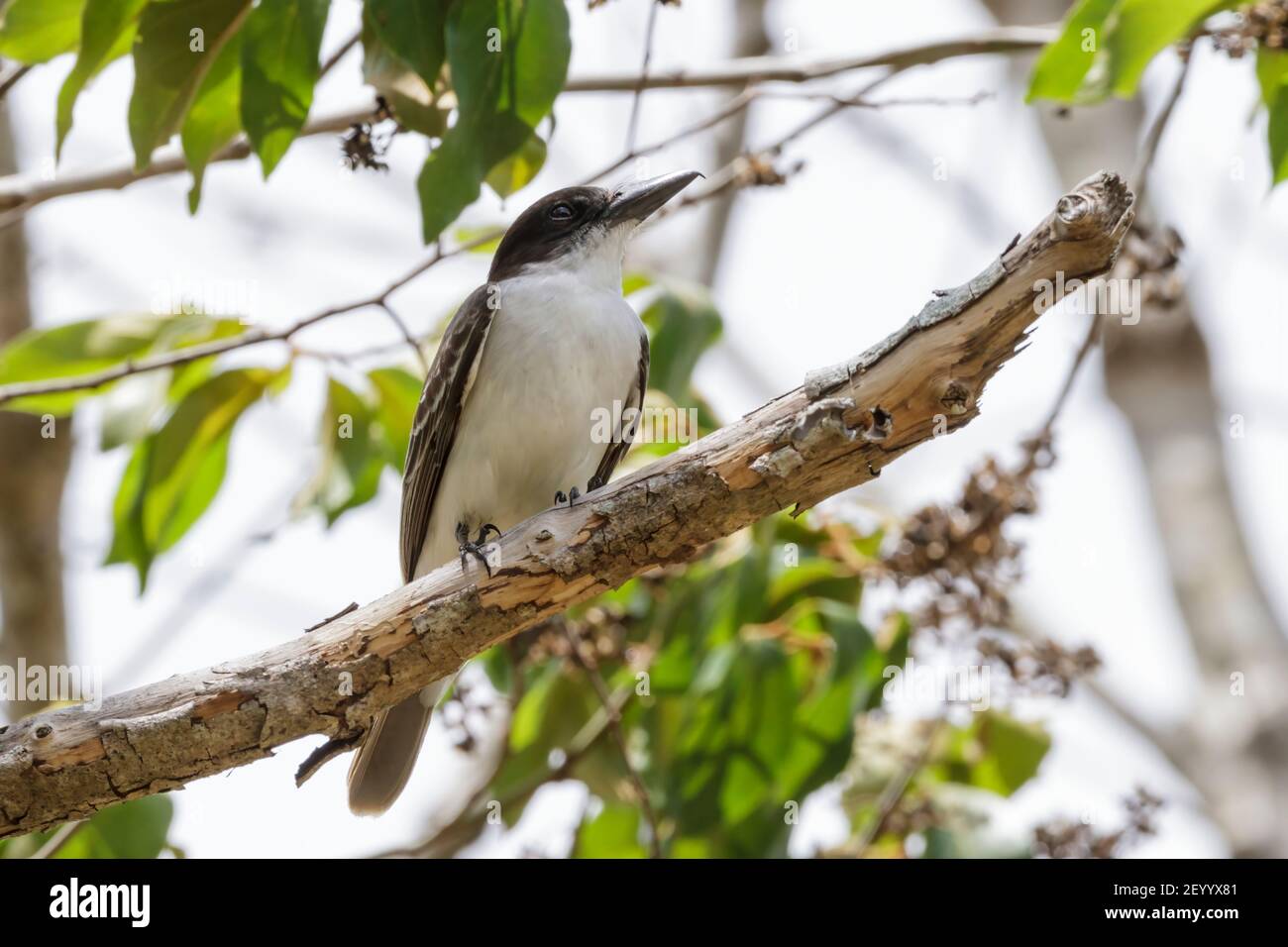 Oiseau géant, Tyrannus cubensis, adulte perché sur branche dans la forêt, Najasa, Cuba, 31 mars 2010 Banque D'Images