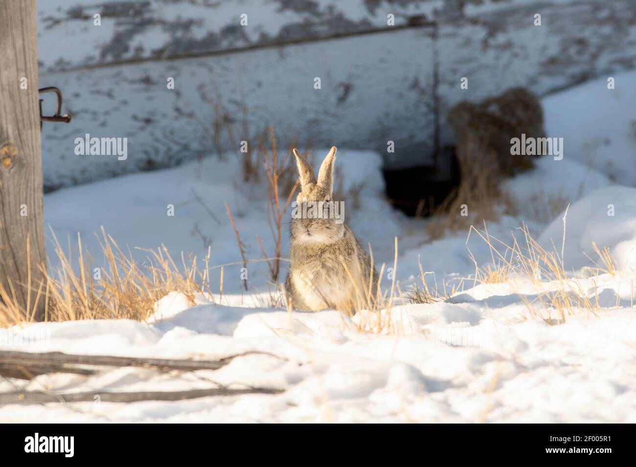 Une queue de coton de l'est (Sylvilagus floridanus) Lapin se trouve dans la neige sur les plaines rurales de Colorado enneigé Banque D'Images