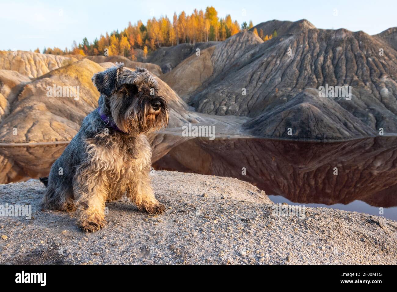 Le chien Schnauzer se trouve sur la rive sablonneuse du lac et donne sur la toile de fond des montagnes pittoresques tout en faisant de la randonnée avec son propriétaire. Chien dedans Banque D'Images