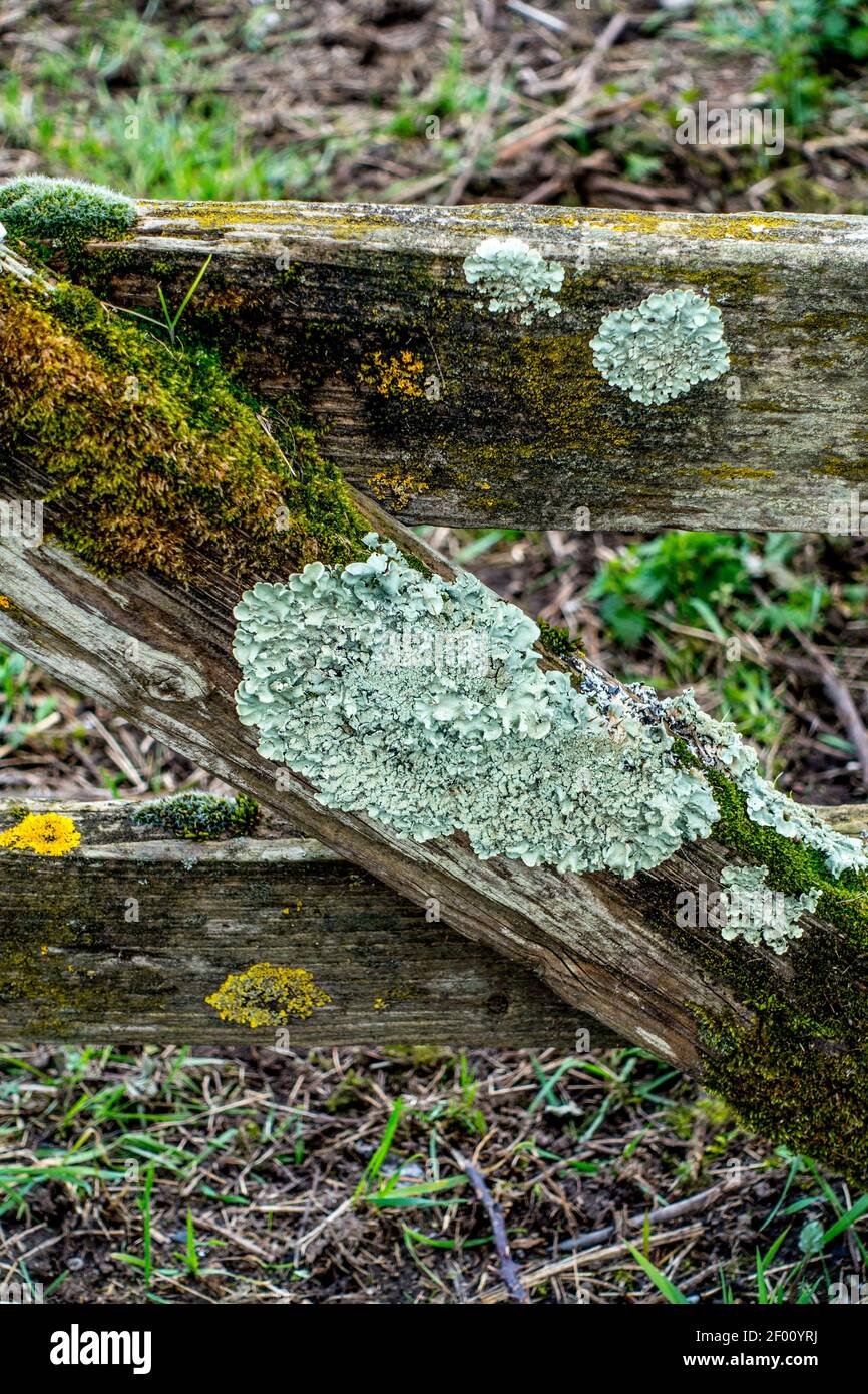 Lichen poussant sur une porte en bois. Banque D'Images