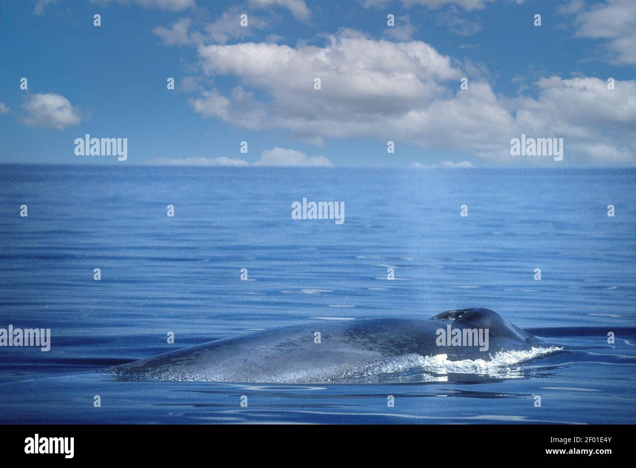 Baleine bleue; Mer de Cortez; Baja, Mexique Banque D'Images