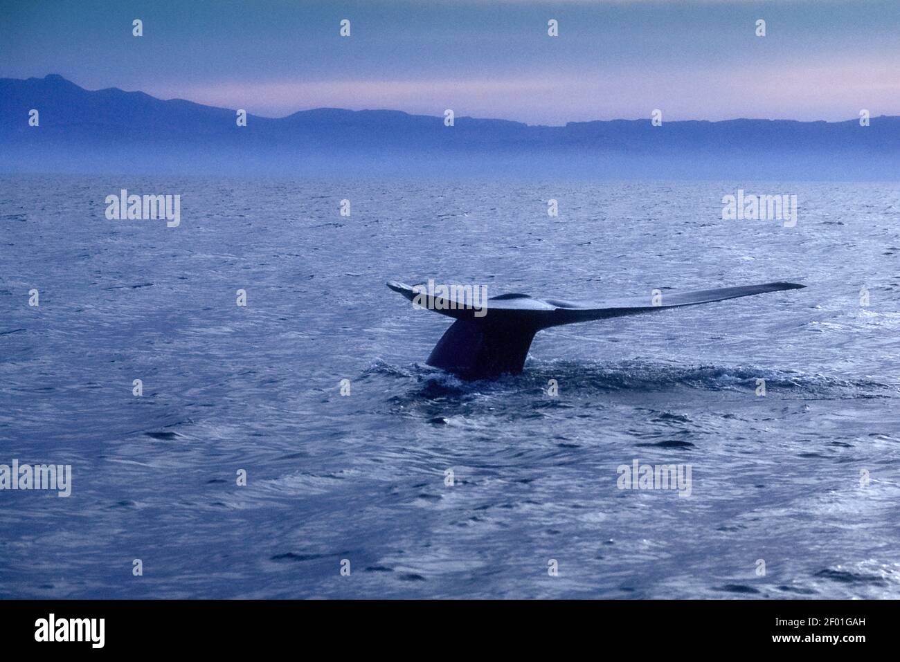 Baleine bleue; Mer de Cortez; Baja, Mexique Banque D'Images