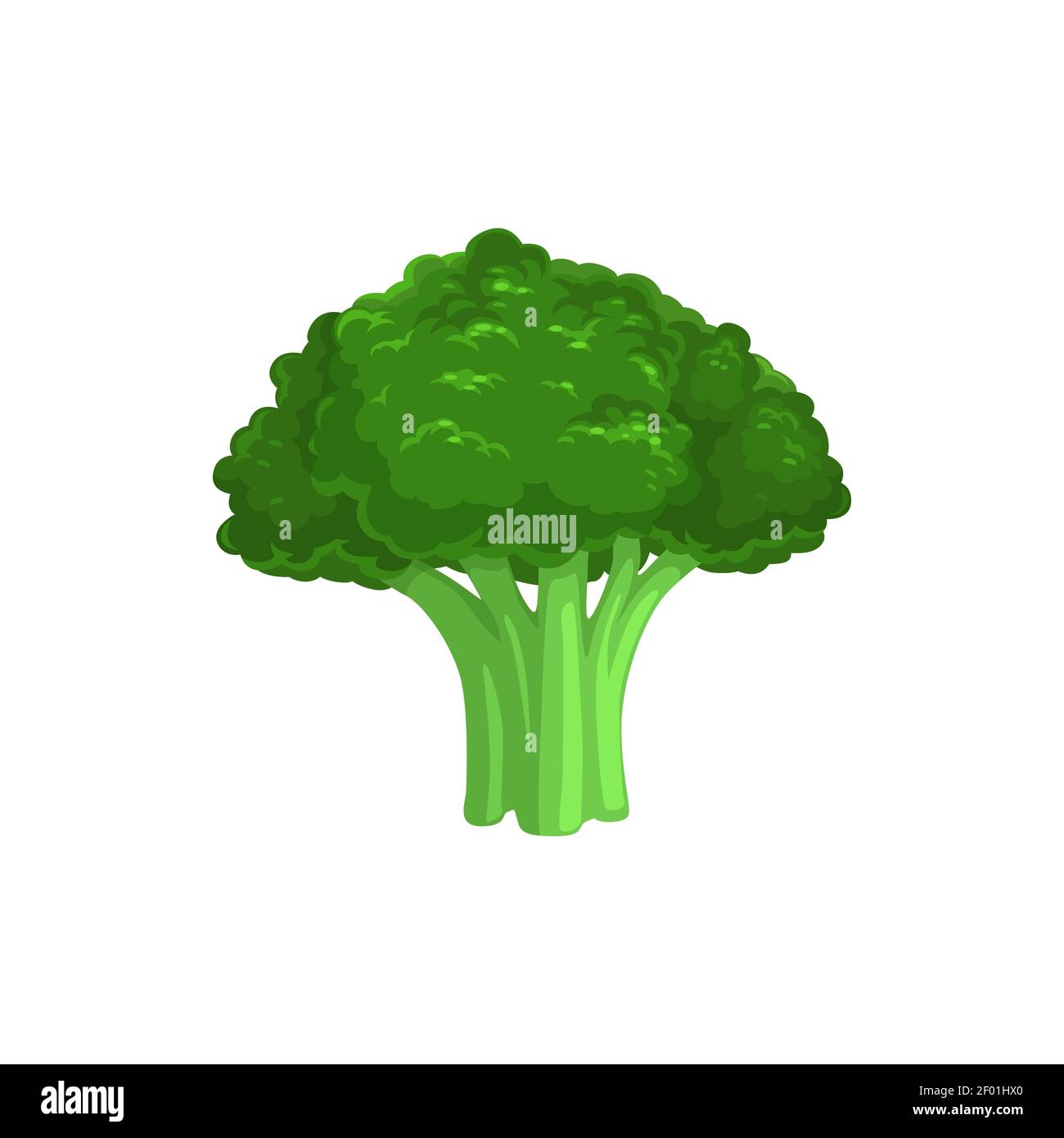 Brocoli chou comestible nourriture végétarienne isolée. Vector Brassica oleracea, légumes crus biologiques, broccolo non cuit. Tête de floraison et tige mangées comme Illustration de Vecteur