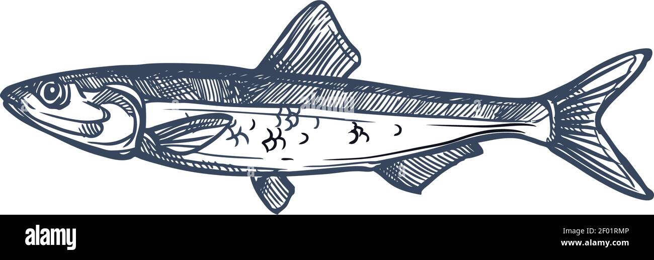 Petit poisson de randonnée anchois isolé Anchoa esquisse monochrome. Vecteur européen anchois, Engraulis encasicolus, Anchoa, Anchoviella, Engraulis ou STOL Illustration de Vecteur