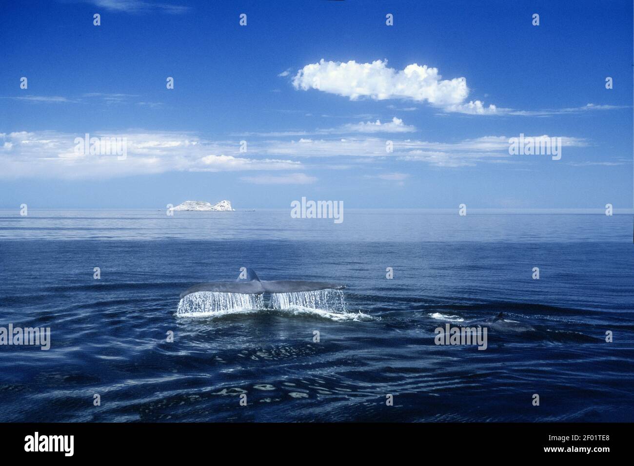 Baleine bleue; Mer de Cortez; Baja, Mexique Banque D'Images