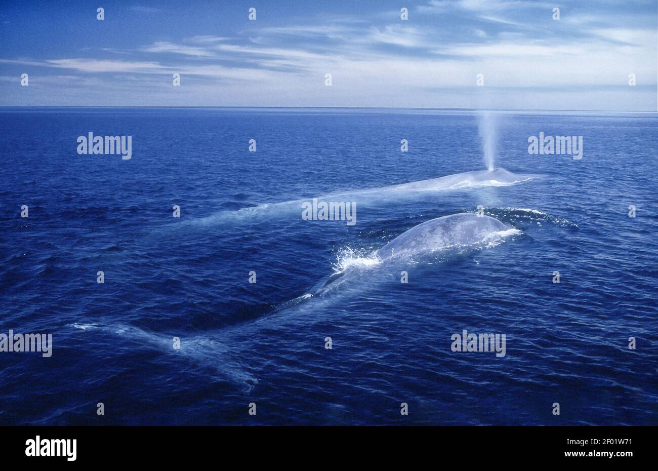 Baleine bleue; Mer de Cortez; Baja, Mexique Banque D'Images