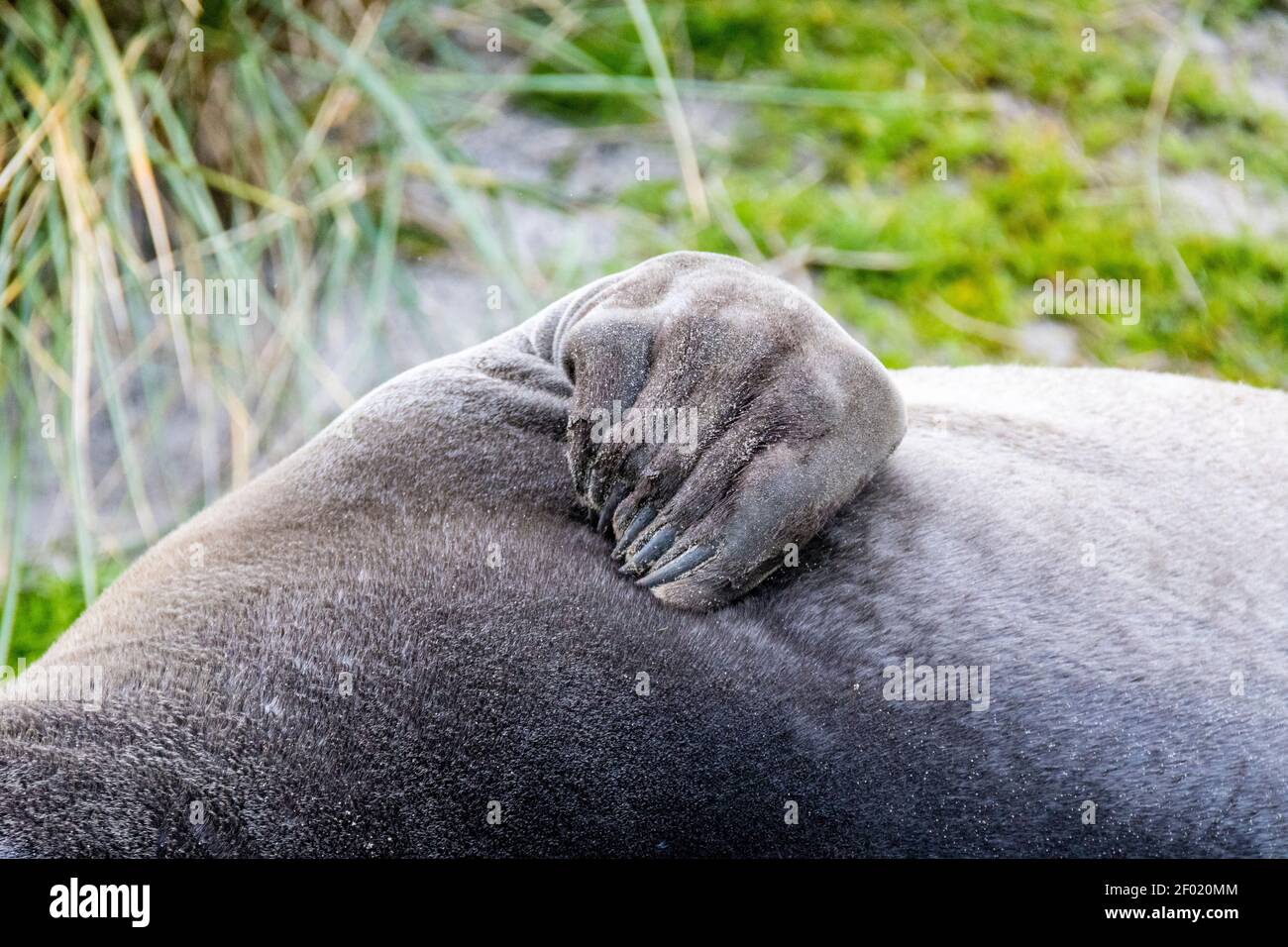 Gros plan du flipper du Southern Elephant Seal Pup, Mirounga leonina, Sea Lion Island, dans les îles Falkland, Océan Atlantique Sud Banque D'Images