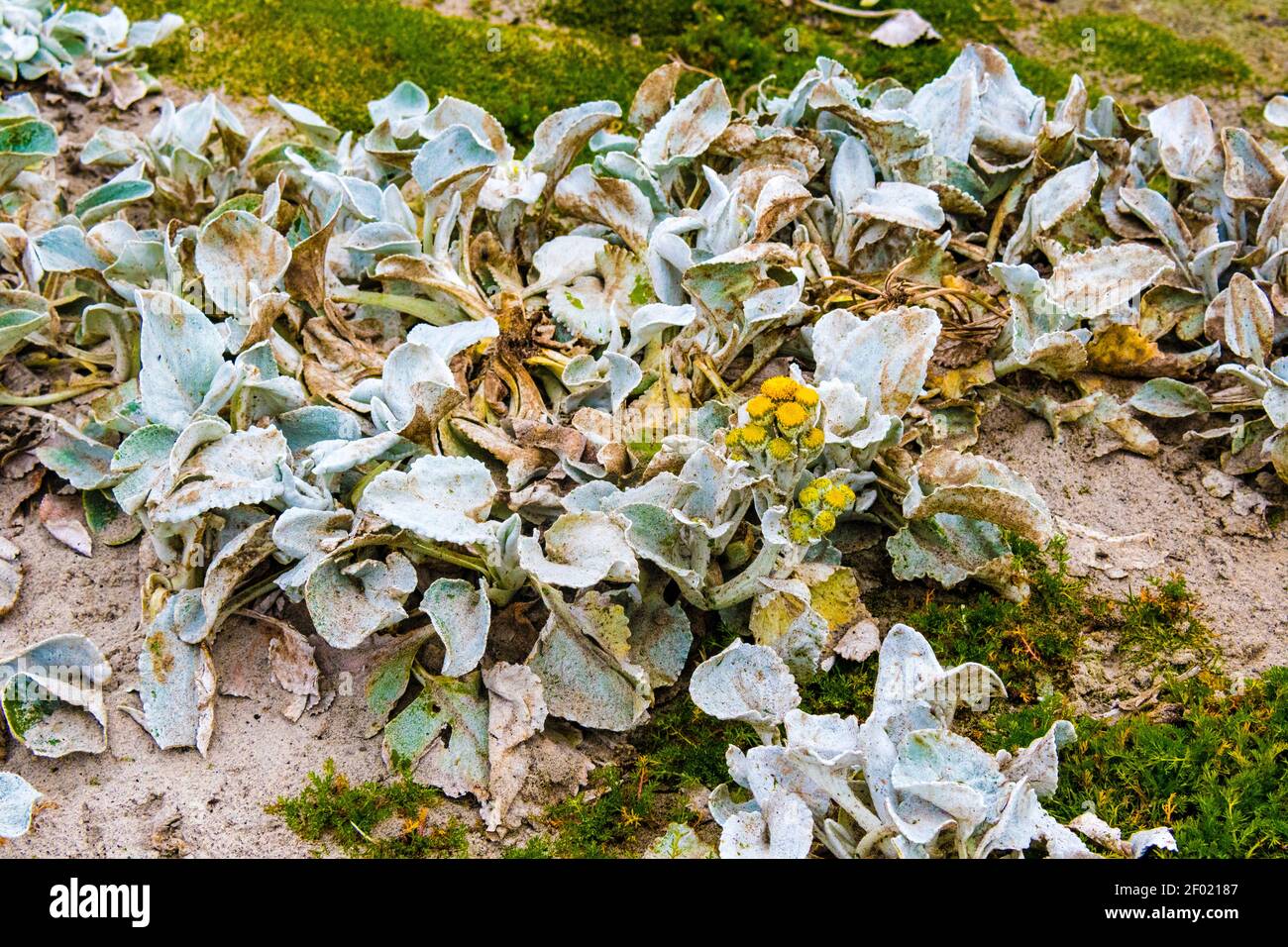 Chou de mer, senecio candaïcains, avec des fleurs jaunes sur l'île Sea Lion, les îles Falkland, territoire britannique d'outre-mer Banque D'Images