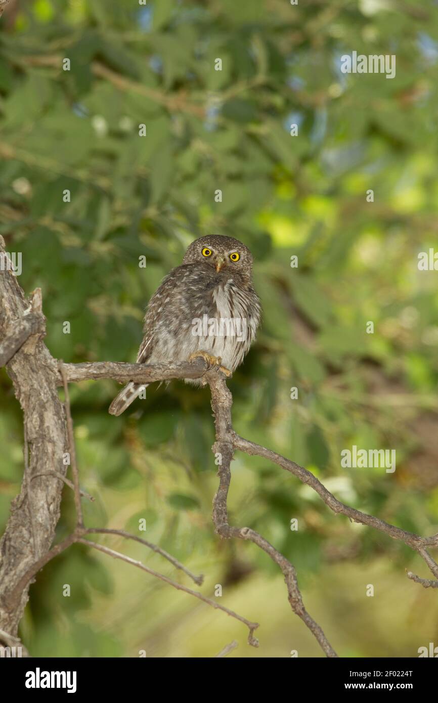 Mâle de montagne Pygmy-Owl, Glaucidium gnoma, perché dans un chêne. Banque D'Images