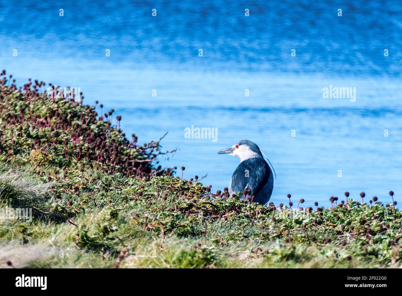 Heron de nuit à couronne noire juvénile, Nycticorax nycticorax cyanocephalus, debout sur la rive de long Pond, île Sea Lion, îles Falkland Banque D'Images