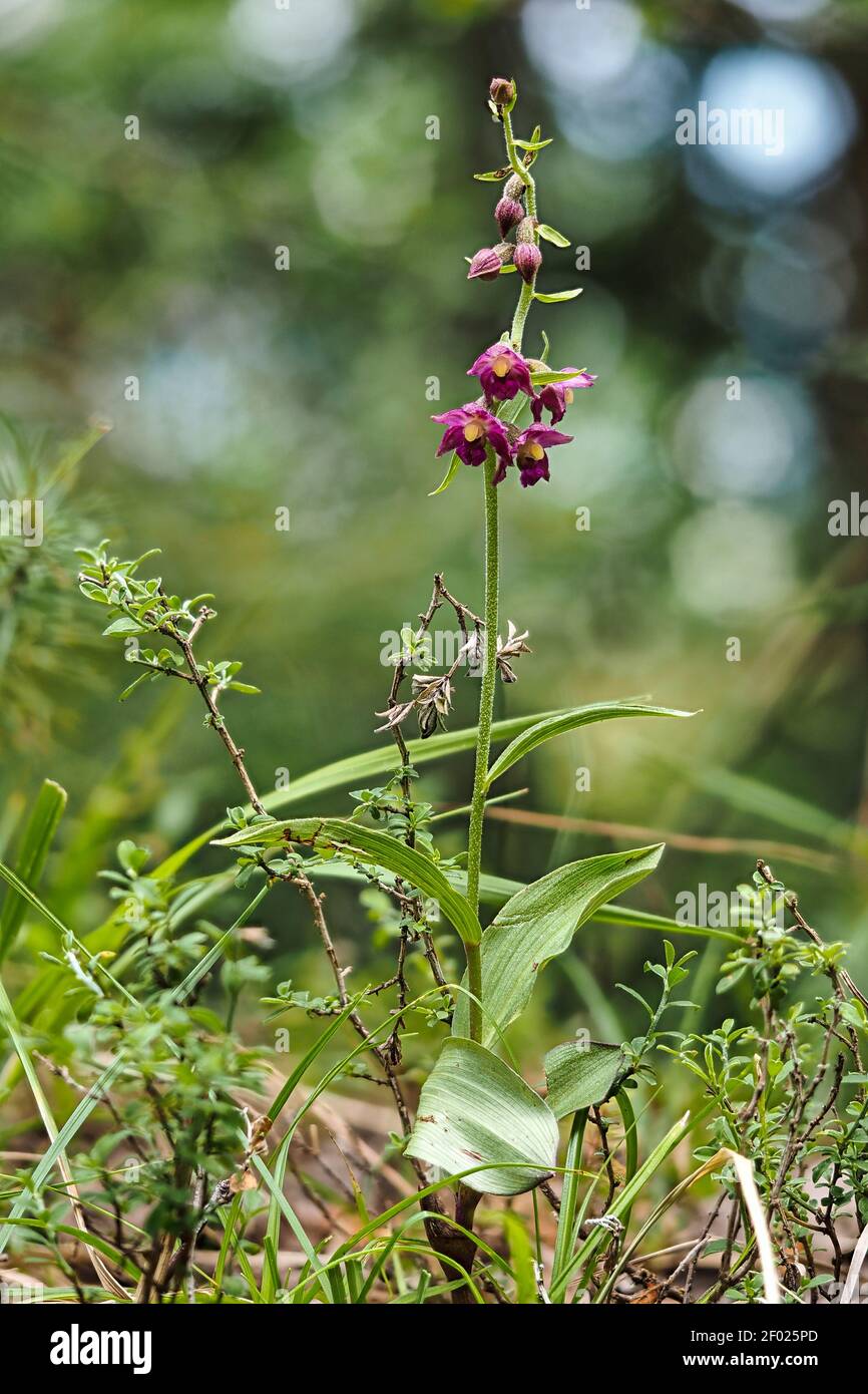 Epipactis atrorubens, l'helléborine rouge foncé ou helléborine royale, est une plante herbacée de la famille des orchidées, Orchidaceae. , une photo enrarante Banque D'Images