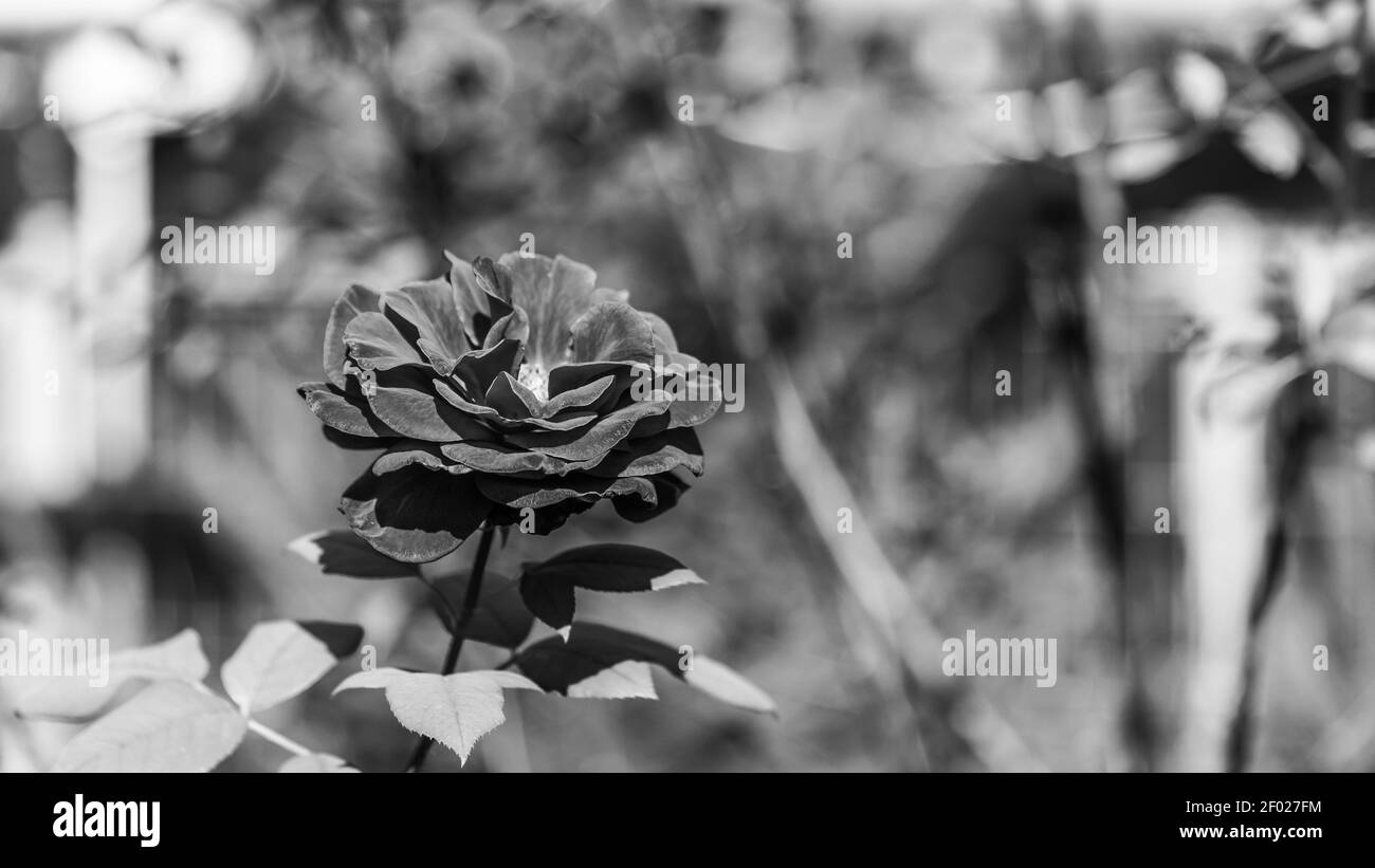 Une photo en niveaux de gris d'une magnifique rose capturée dans un jardin sous la lumière du soleil Banque D'Images