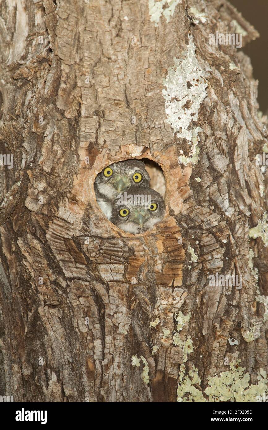 Oisillons de Pygmy-Owl de montagne, Glaucidium gnoma, en regardant hors de la cavité du nid. Banque D'Images