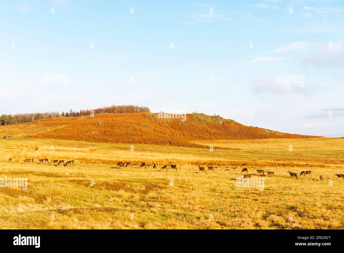 Grand paysage herbacé, avec une colline en arrière-plan. Bleu et brun et orange semblables à mars. Banque D'Images
