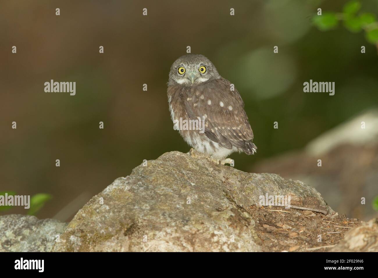 Pygmy-Owl naissante numéro 1, Glaucidium gnoma, après avoir volé au sol. Banque D'Images