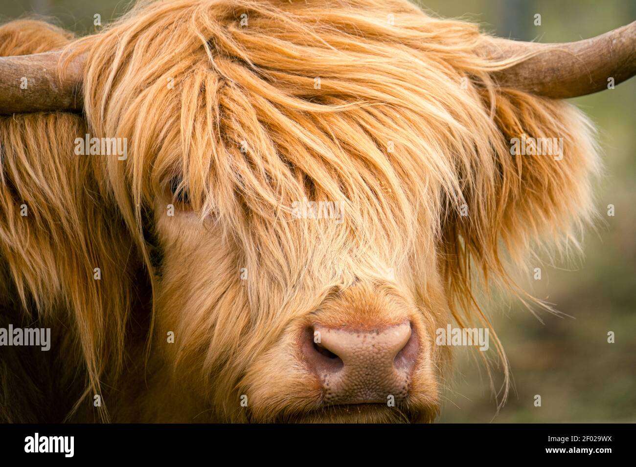 Gros plan d'une vache des Highlands à Clunemore près de Drumnadrochit dans les Highlands d'Écosse. Banque D'Images