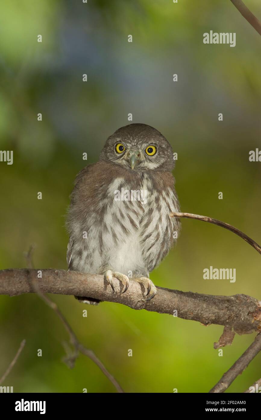 Pygmy-Owl naissant, Glaucidium gnoma, deuxième jour du nid. Banque D'Images