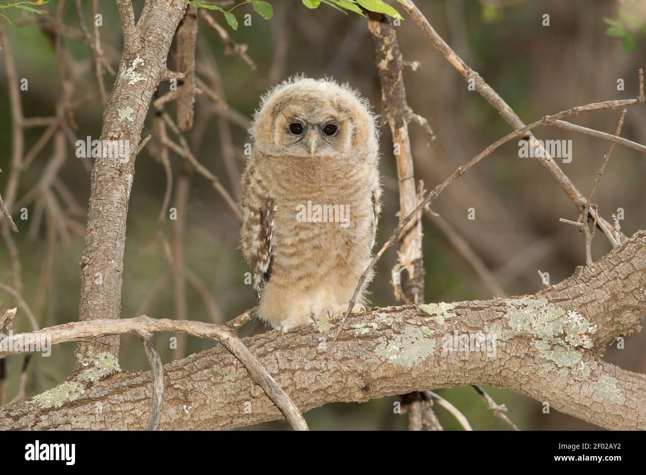 Chouette tachetée mexicaine naissante, Strix occidentalis, premier jour hors du nid. Banque D'Images