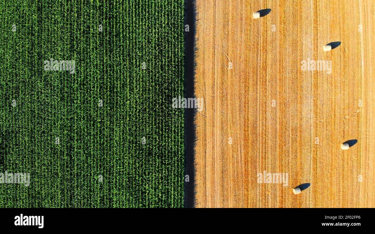 Vue aérienne sur le maïs vert et le champ jaune avec foin balles Banque D'Images