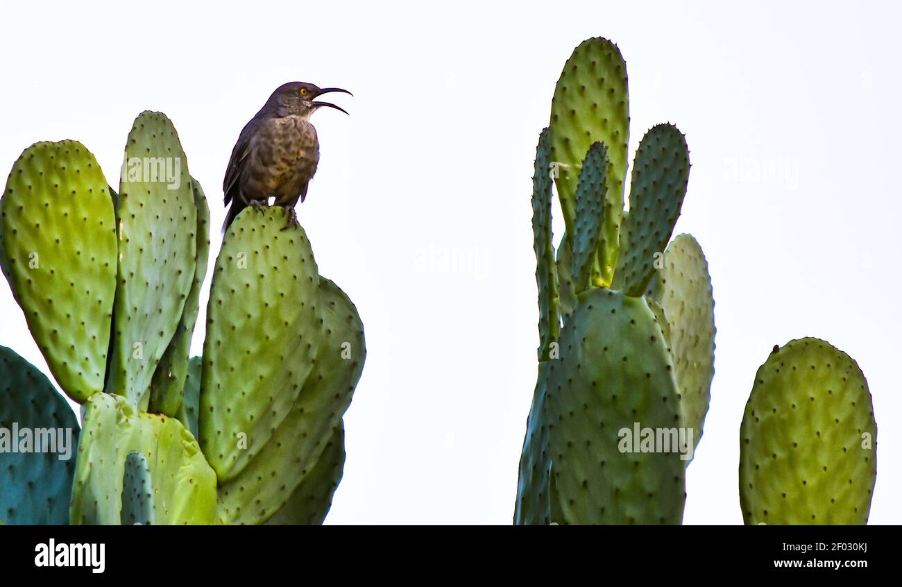 Un oiseau brun perché sur une plante de cactus isolée un arrière-plan blanc Banque D'Images