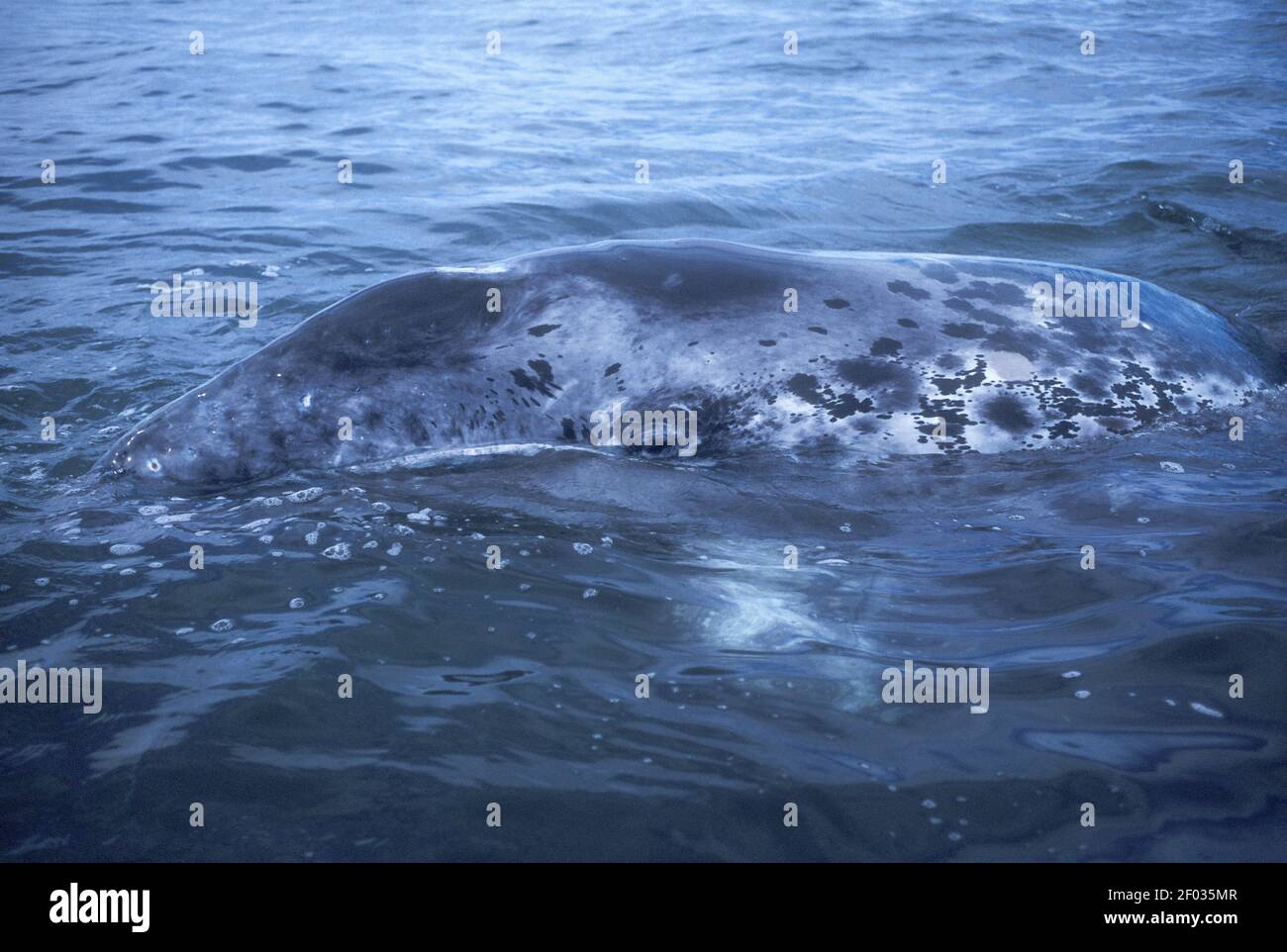 Amérique du Nord; Mexique; Océan Pacifique; lagune de San Ignacio; faune; Mammifères marins; baleine; baleine grise; Eschrichtius robustus; Banque D'Images