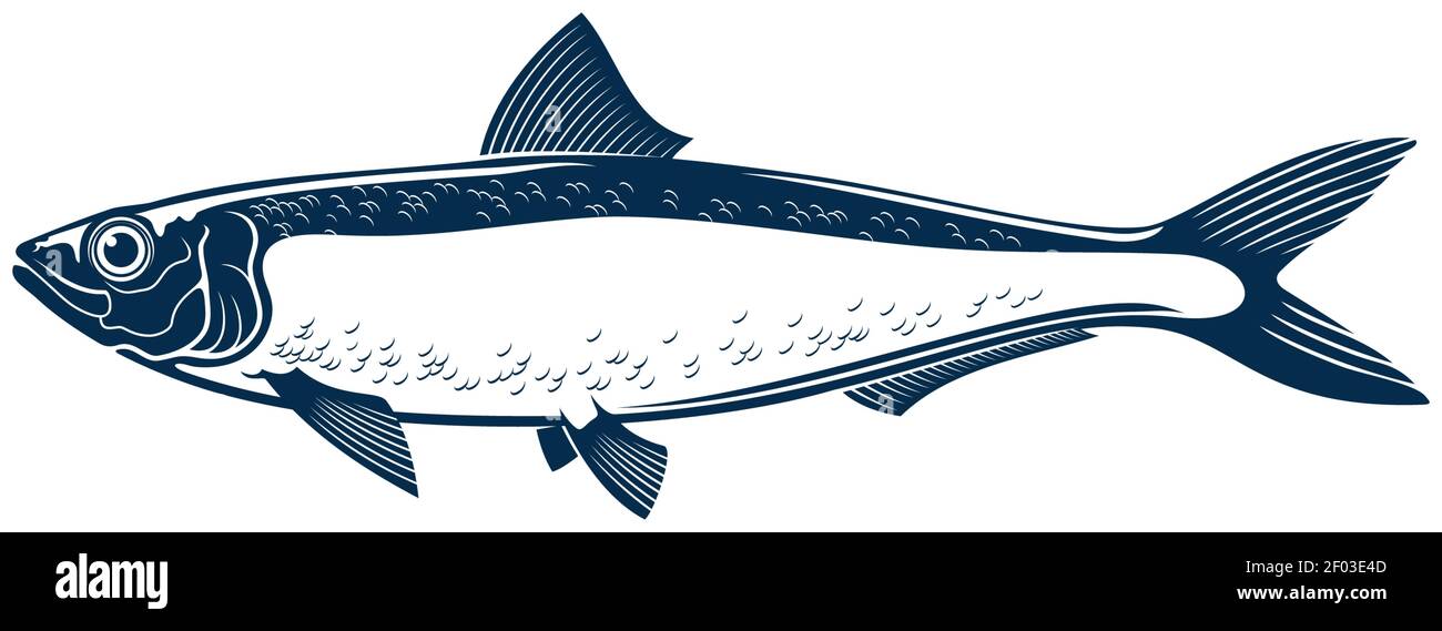 Sardine isolé poisson dessin à la main. Animal marin à vecteur de thon rouge, habitat aquatique d'eau salée de sardine à sang froid. Pilchard fourrager gras petit épip Illustration de Vecteur
